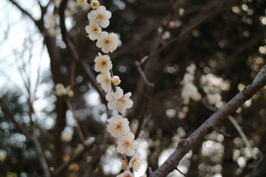 小石川後楽園 梅