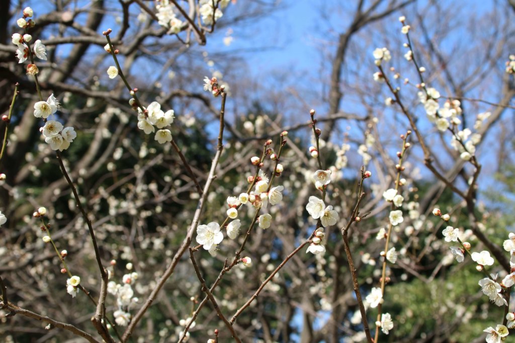 小石川後楽園 梅