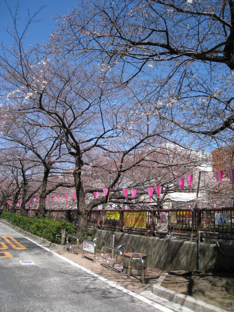 桜名所　目黒川沿い