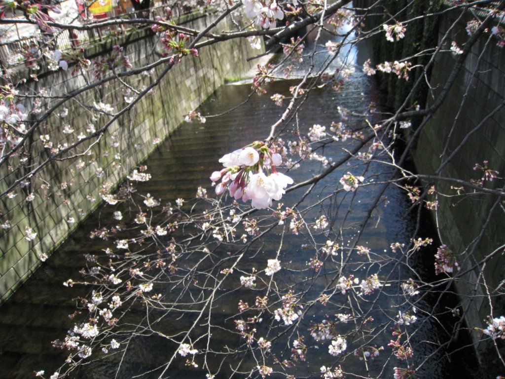 桜名所　目黒川沿い