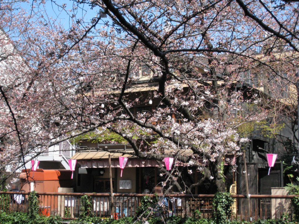 桜名所　目黒川沿い