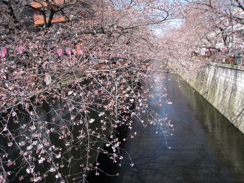 桜名所　目黒川沿い