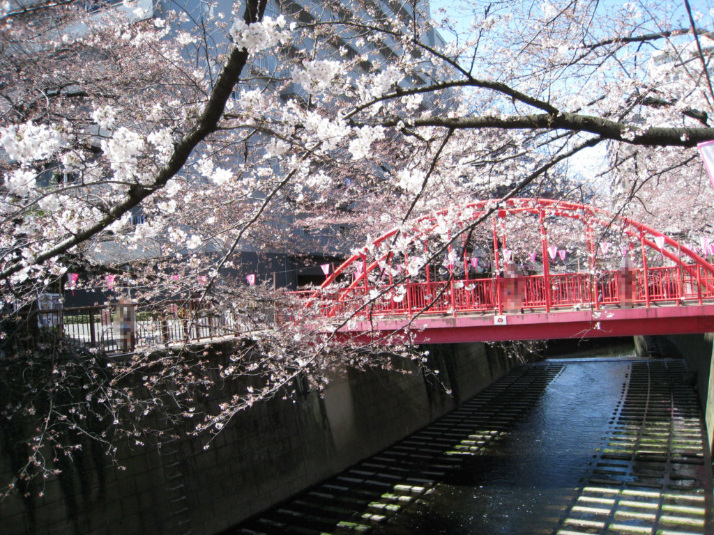 桜名所　目黒川沿い