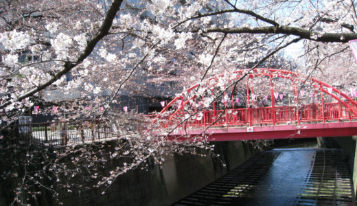 桜名所　目黒川沿い　目黒区