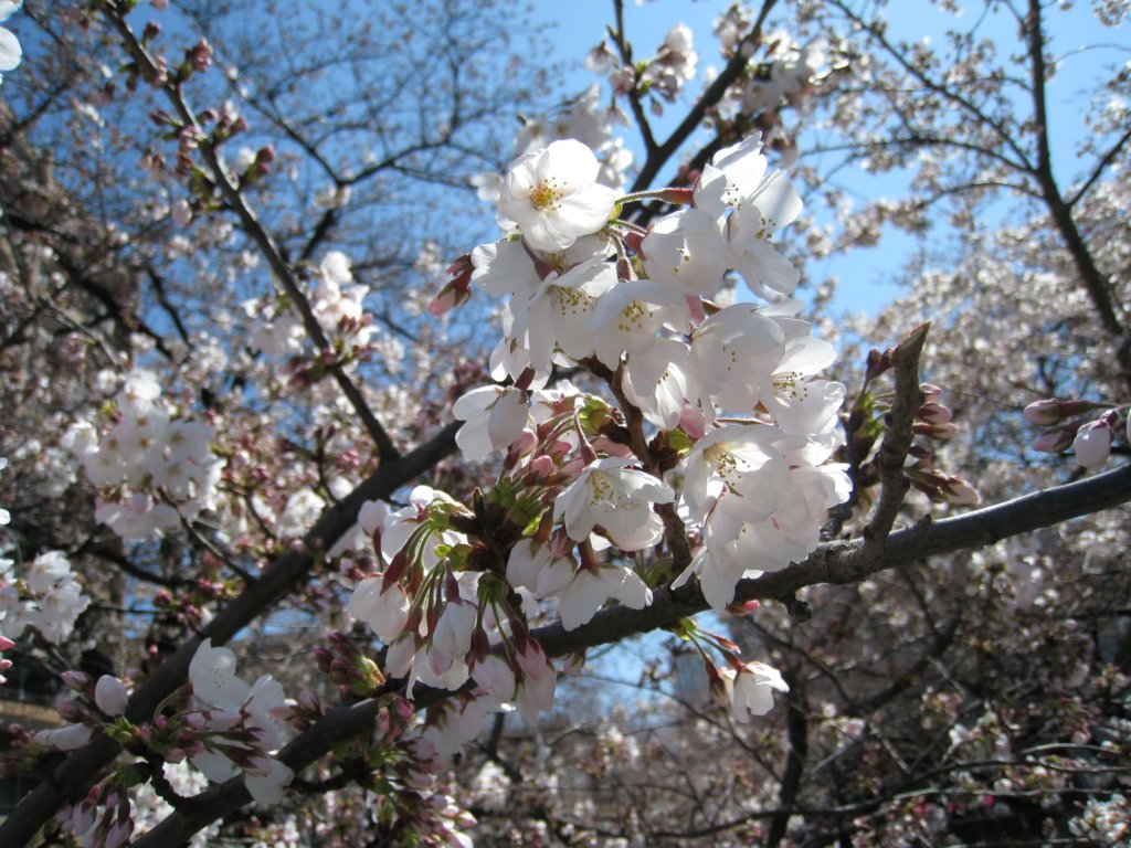 桜名所　目黒川沿い