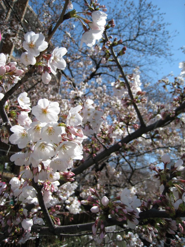 桜名所　目黒川沿い