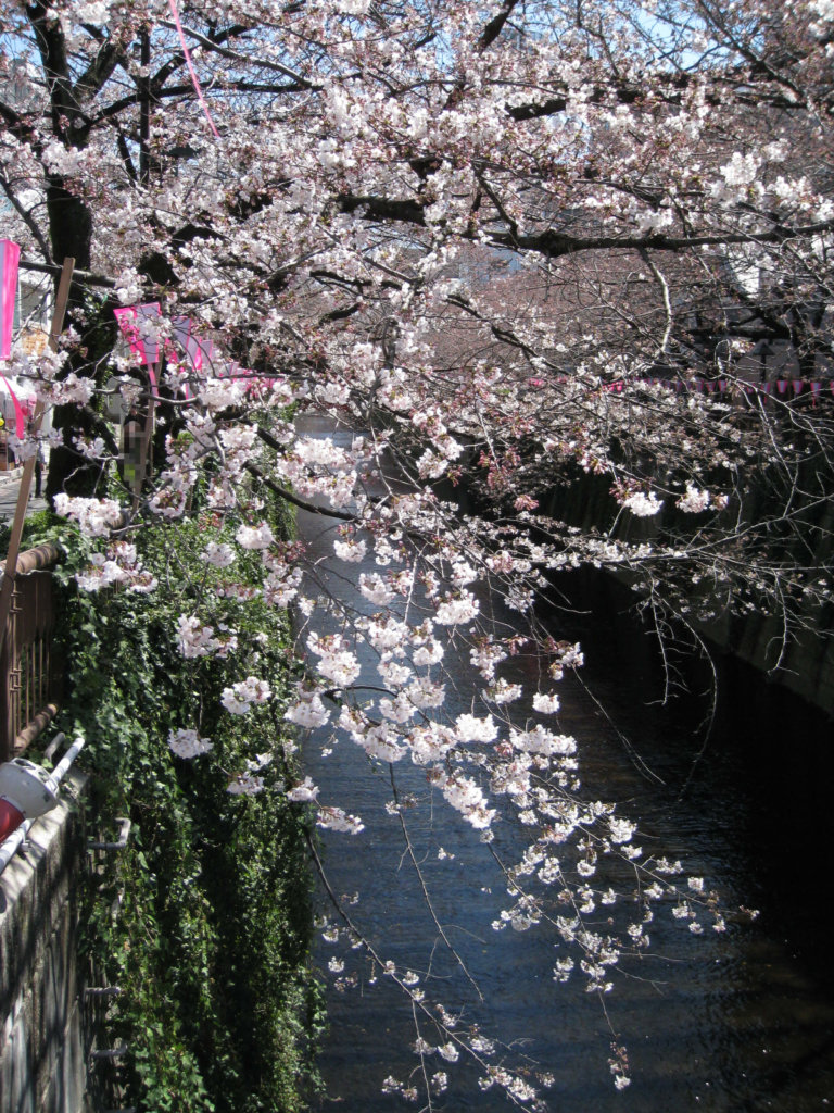 桜名所　目黒川沿い