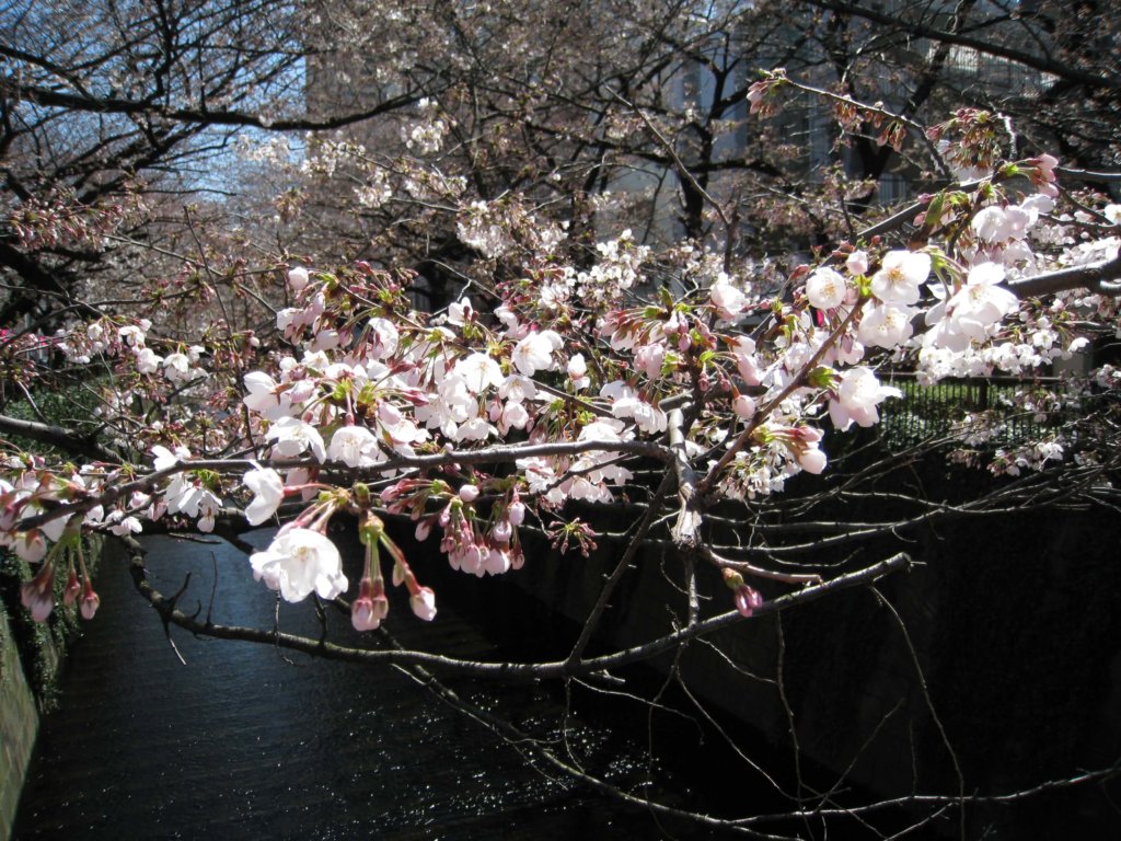 桜名所　目黒川沿い