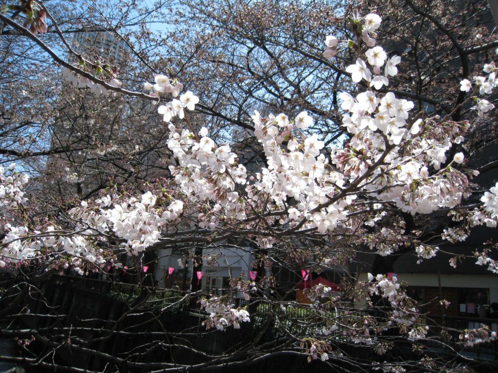 桜名所　目黒川沿い