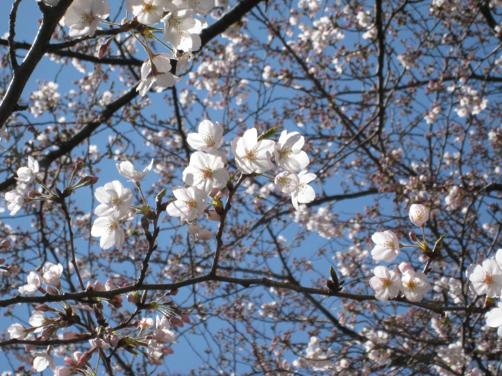 桜名所　目黒川沿い