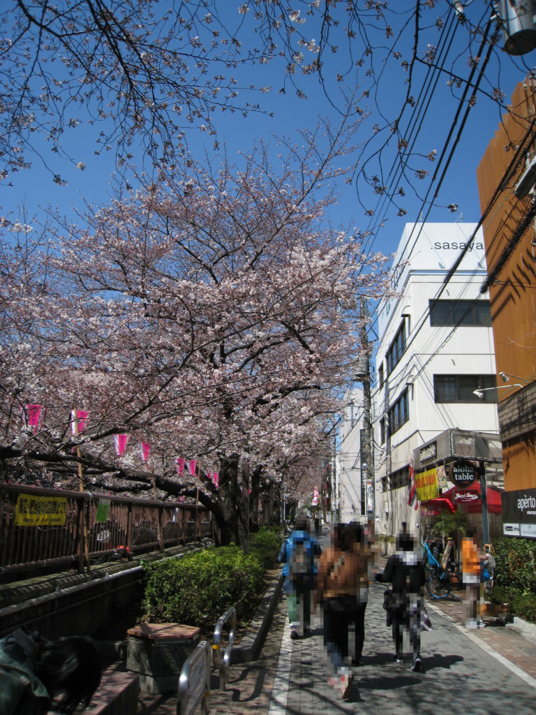 桜名所　目黒川沿い