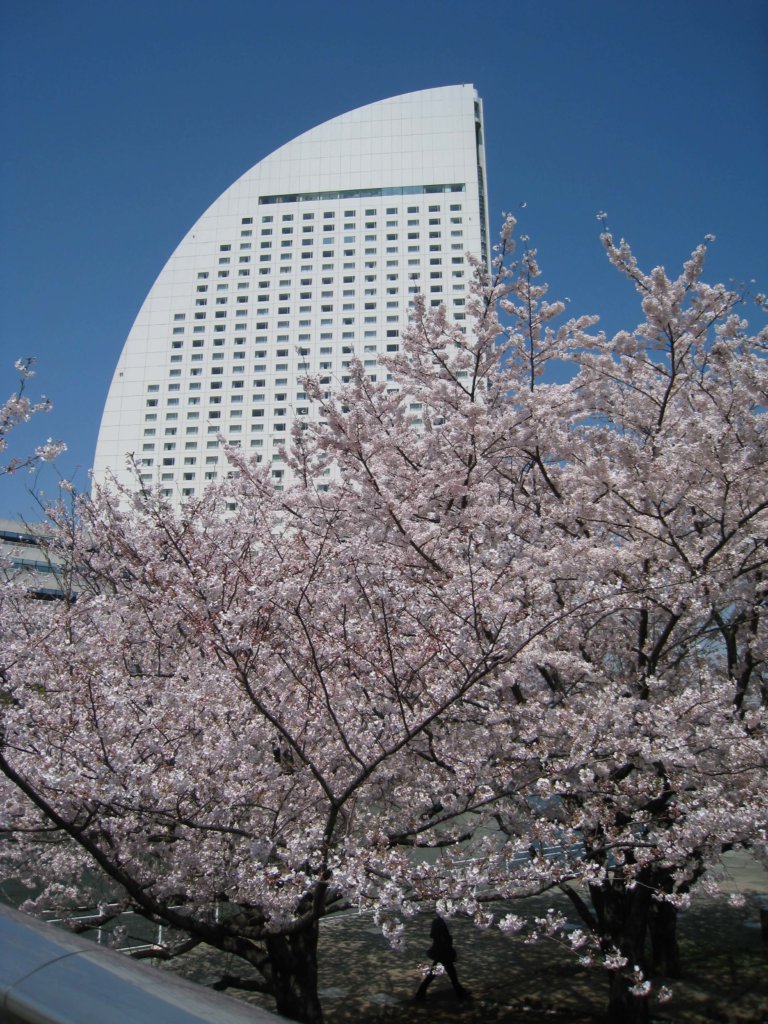 さくら通り 桜とコンチネンタルホテル