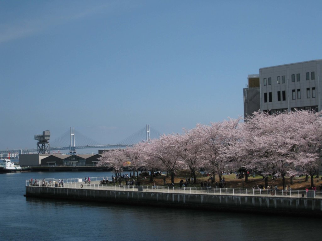 さくら通り 桜とベイブリッジ