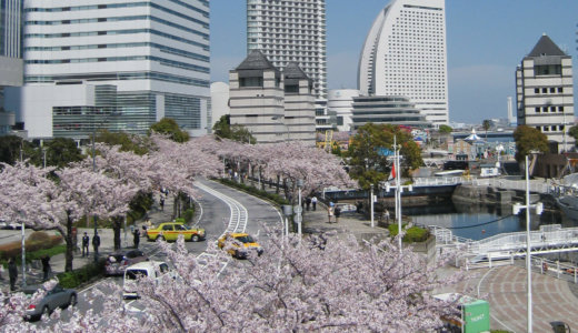 桜名所 みなとみらい さくら通り　横浜市 西区