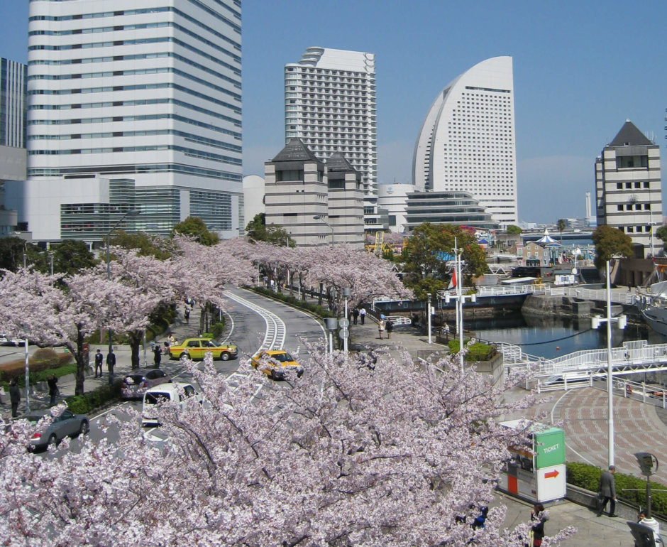 桜名所 みなとみらい さくら通り