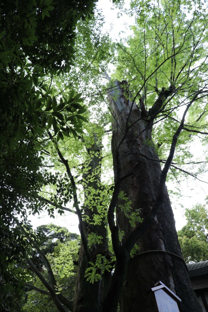 川越氷川神社 ご神木