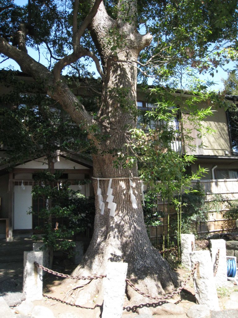 中目黒八幡神社 ご神木