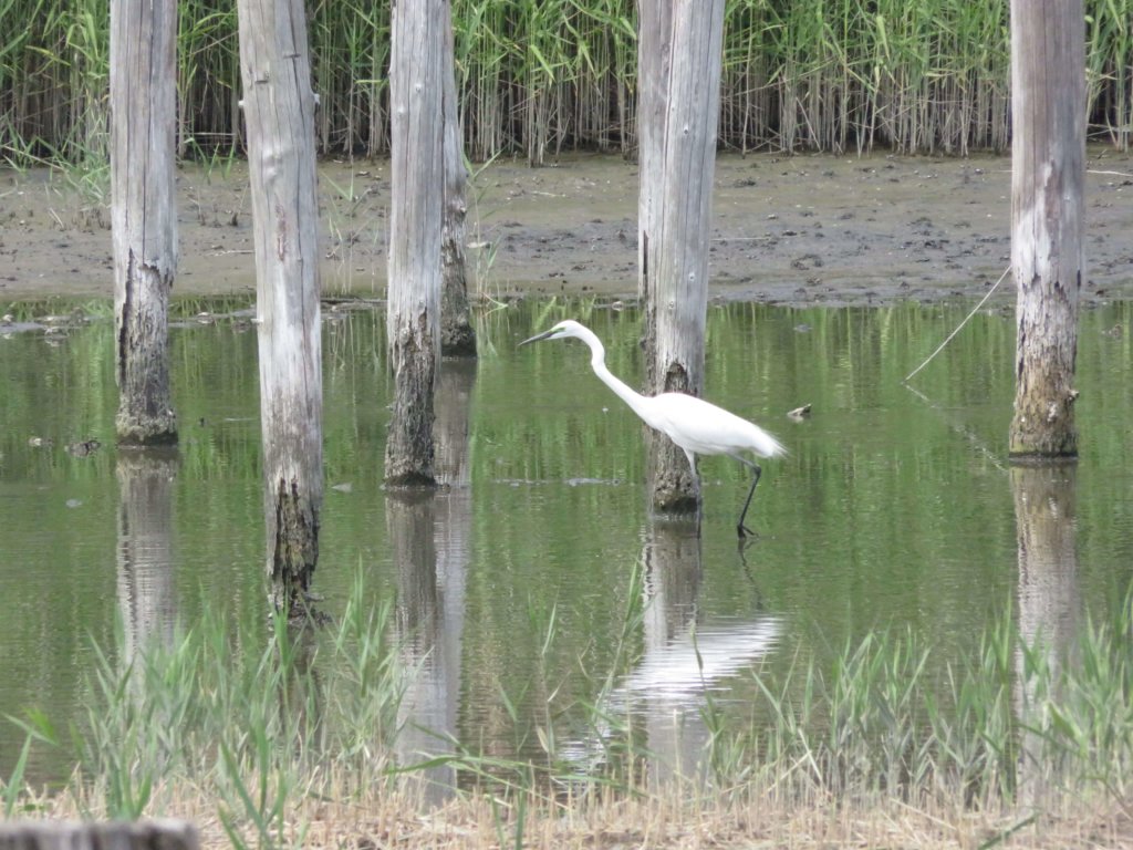 葛西臨海公園