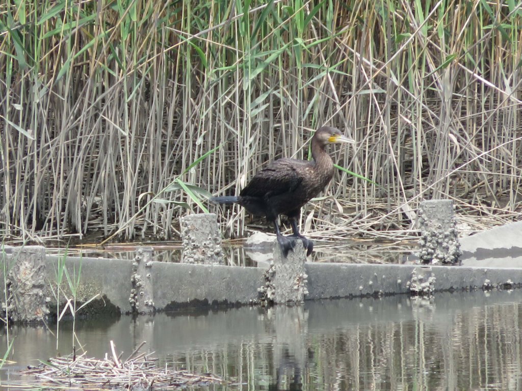 葛西臨海公園