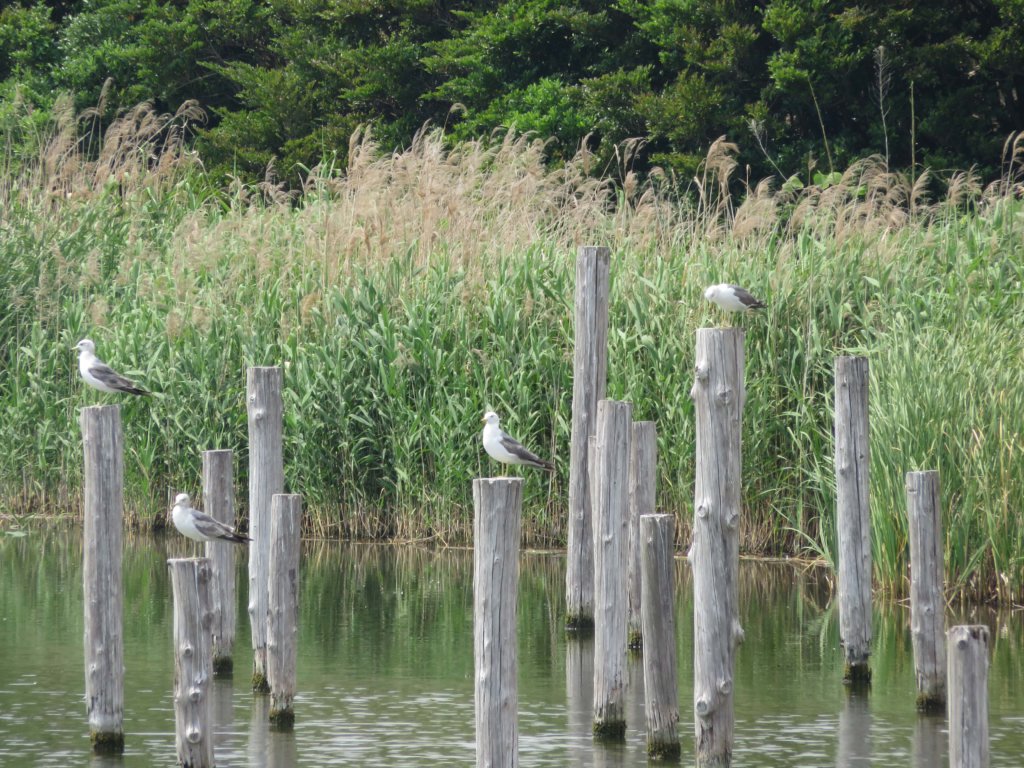 葛西臨海公園