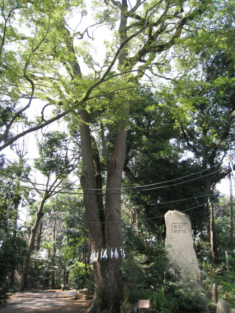 代々木八幡宮 ご神木