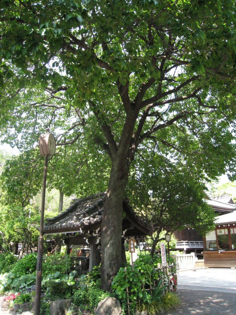 白山神社 白旗桜