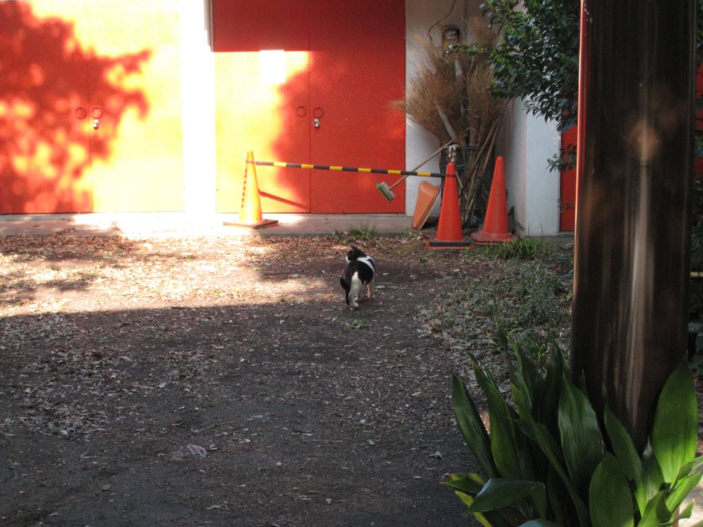 自由が丘熊野神社 猫