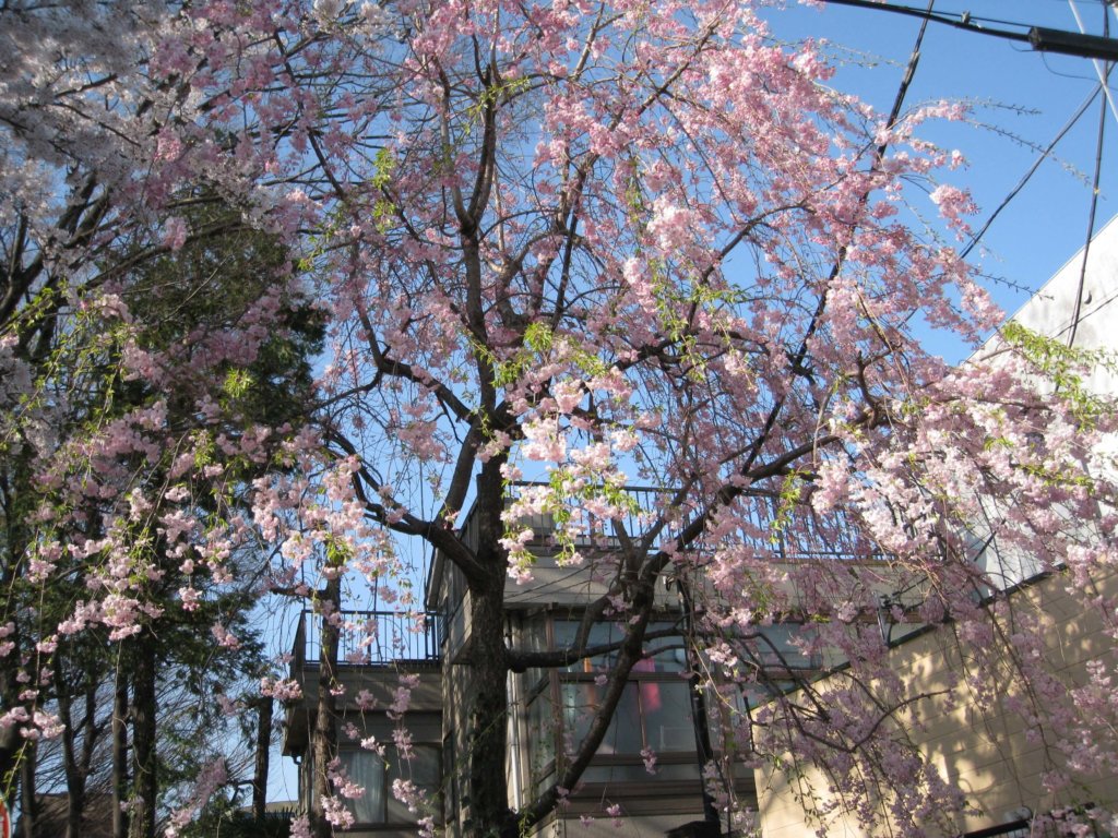 自由が丘熊野神社 さくら