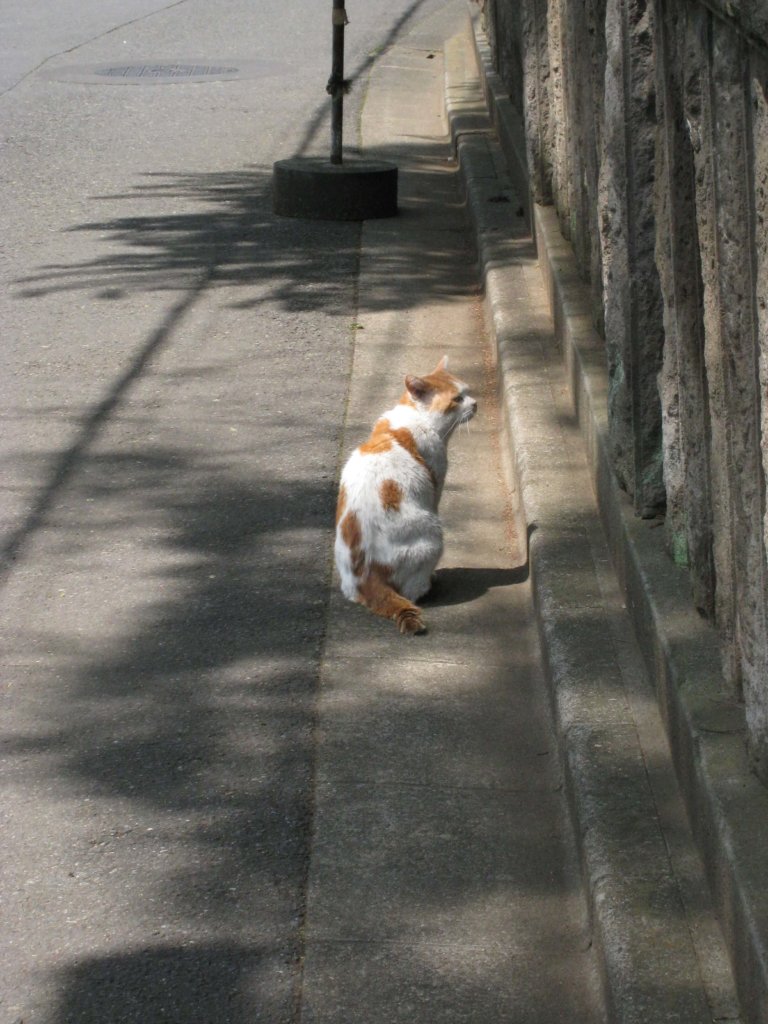 白山神社 ねこちゃん