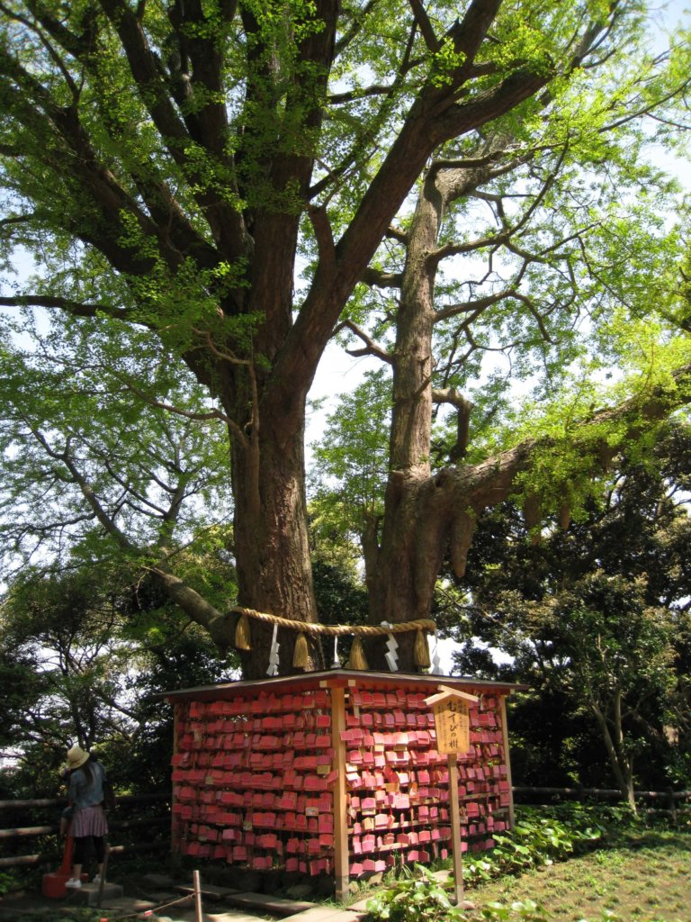 江島神社 結びの樹