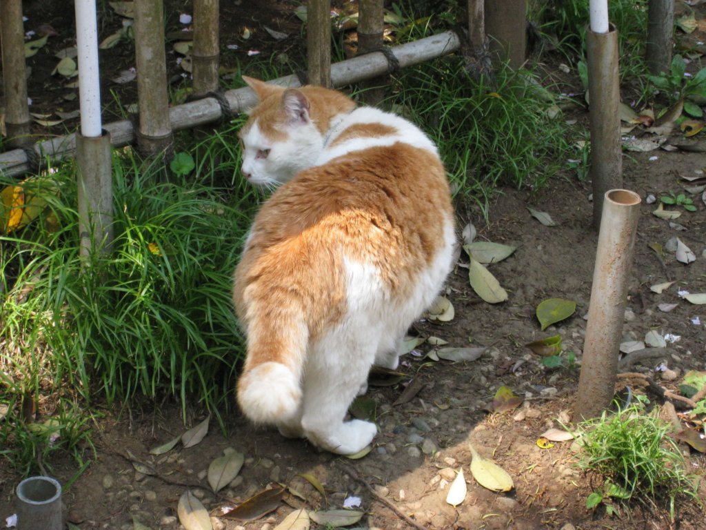 江島神社 ねこちゃん