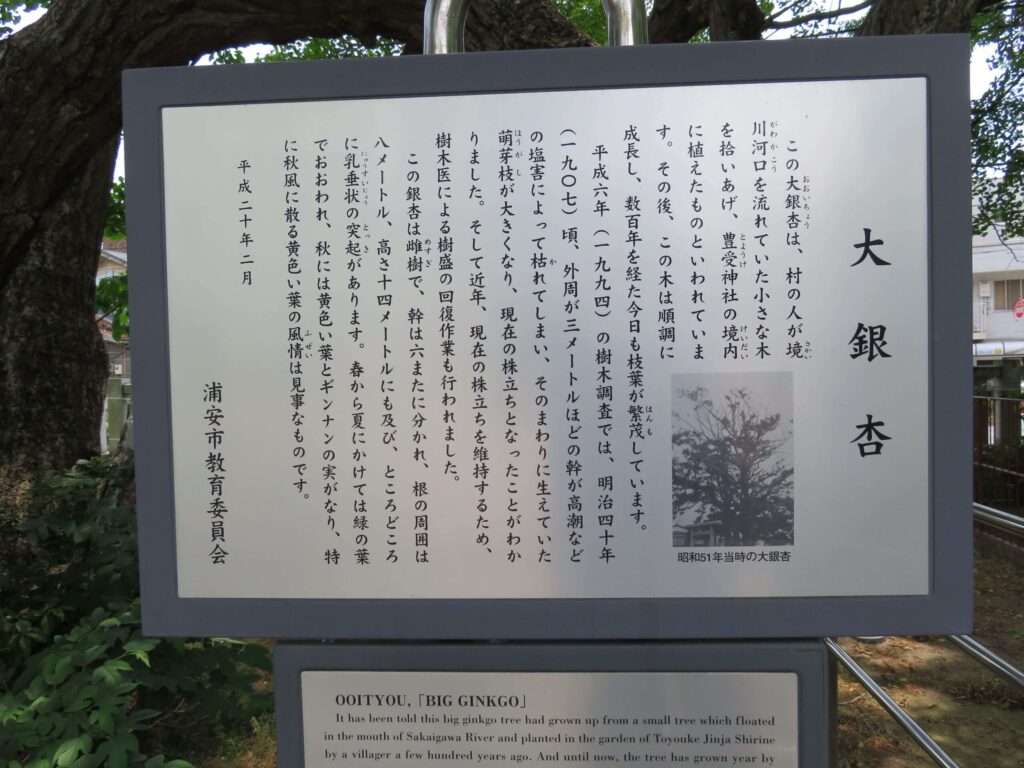 豊受神社 大銀杏