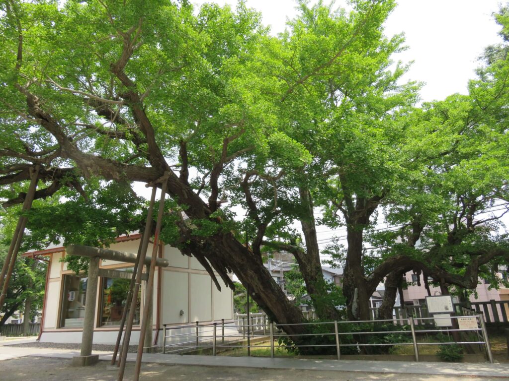豊受神社 大銀杏